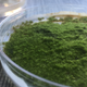 Taxa’s GMO moss. Photo: Kristen V. Brown/Gizmodo